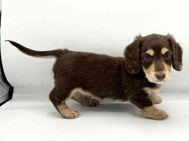 大阪府のミニチュアダックスフンド(ロング) (ひごペットフレンドリーららぽーとEXPOCITY店/2025年8月30日生まれ/男の子/チョコレートイエロー)の子犬の2枚目の画像