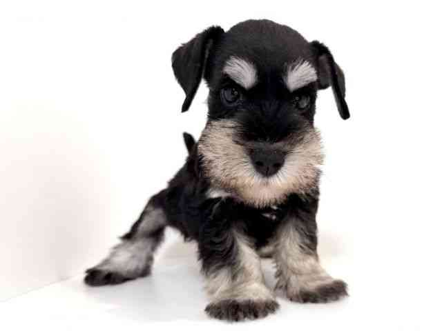 兵庫県のミニチュアシュナウザー (ひごペットフレンドリーイトーヨーカドー明石店/2025年8月27日生まれ/男の子/ブラックシルバー)の子犬の2枚目の画像