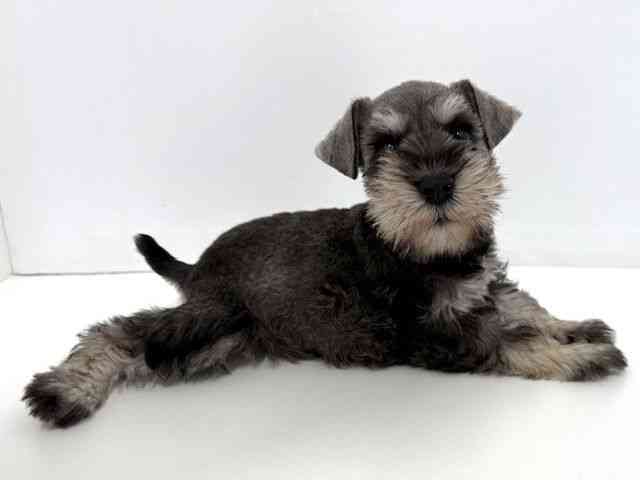 大阪府のミニチュアシュナウザー (ひごペットフレンドリーベルファⅡ都島店/2025年8月27日生まれ/女の子/ソルトペッパー)の子犬の2枚目の画像