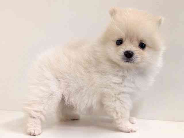 福岡県のポメラニアン (ひごペットフレンドリーリバーウォーク北九州店/2025年8月30日生まれ/男の子/クリーム)の子犬の2枚目の画像