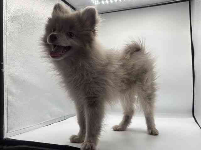 愛知県のポメラニアン (ひごペットフレンドリープライムツリー赤池店/2025年8月30日生まれ/男の子/チョコレートマール)の子犬の2枚目の画像