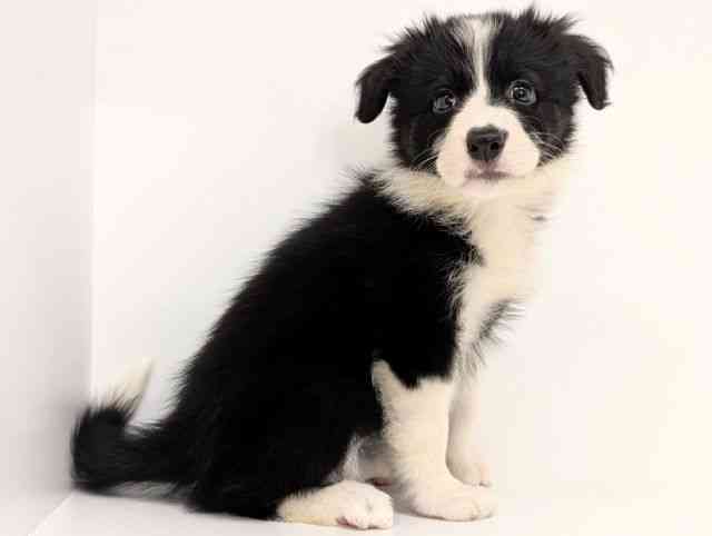 福岡県のボーダーコリー (ひごペットフレンドリーリバーウォーク北九州店/2025年8月28日生まれ/女の子/ブラックホワイト)の子犬の2枚目の画像