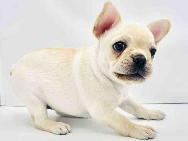 兵庫県のフレンチブルドッグ (ひごペットフレンドリークラウンパーク伊丹店/2025年8月30日生まれ/女の子/クリーム)の子犬の2枚目の画像
