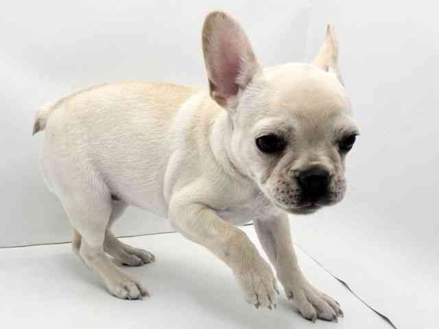 兵庫県のフレンチブルドッグ (ひごペットフレンドリークラウンパーク伊丹店/2025年8月30日生まれ/女の子/クリーム)の子犬の2枚目の画像