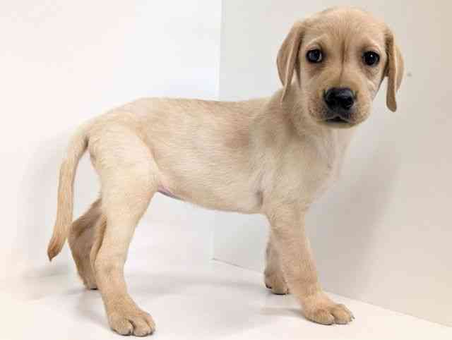 福岡県のラブラドールレトリーバー (ひごペットフレンドリーリバーウォーク北九州店/2025年8月30日生まれ/女の子/イエロー)の子犬の2枚目の画像