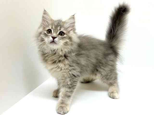 兵庫県のラガマフィン (ひごペットフレンドリーブルメールHAT神戸店/2025年8月31日生まれ/女の子/ブルーパッチドタビー)の子猫の2枚目の画像