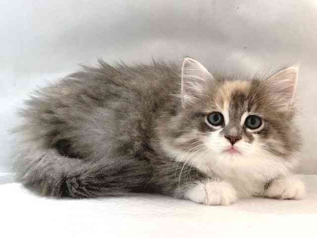 大阪府のサイベリアン (ひごペットフレンドリー堺プラットプラット店/2025年8月31日生まれ/女の子/ブルーパッチドタビーホワイト)の子猫の2枚目の画像