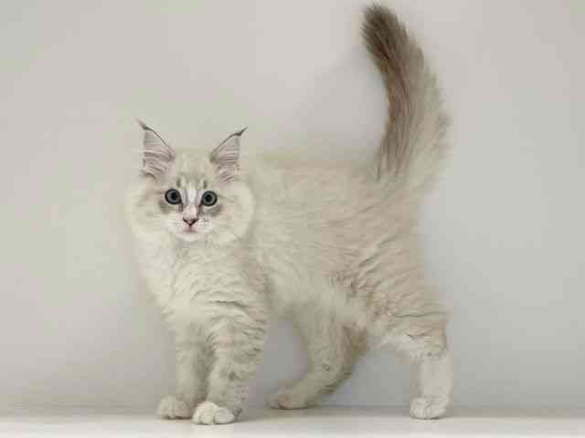 兵庫県のネヴァマスカレード (ひごペットフレンドリーイトーヨーカドー明石店/2025年8月31日生まれ/女の子/ブルーリンクスポイント)の子猫の2枚目の画像