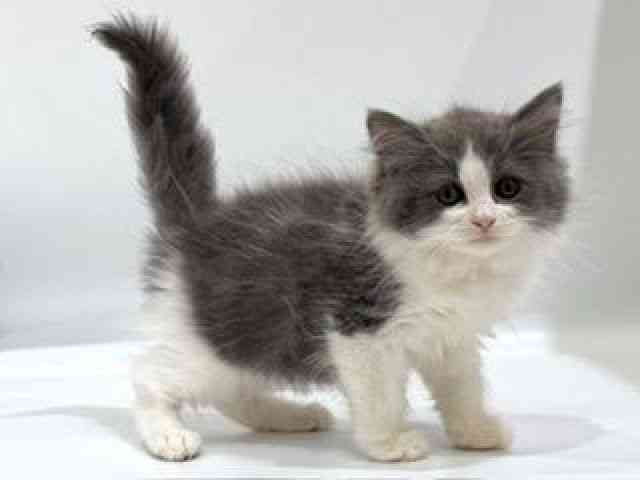 愛知県のサイベリアン (ひごペットフレンドリーヴィアモール アピタ江南西店/2025年8月30日生まれ/男の子/ブルーホワイト)の子猫の2枚目の画像