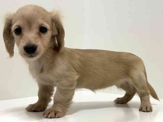 奈良県のミニチュアダックスフンド(ロング) (ひごペットフレンドリーイオンモール橿原ウエスト・ビレッジ店/2025年8月30日生まれ/女の子/イエロー)の子犬の2枚目の画像