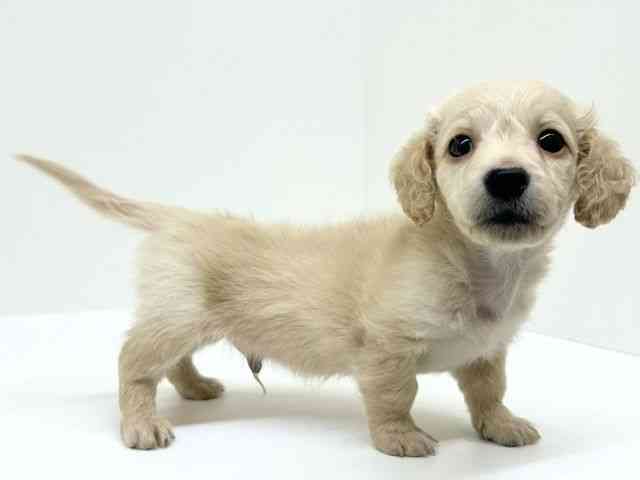 兵庫県のミニチュアダックスフンド(ロング) (ひごペットフレンドリーブルメールHAT神戸店/2025年8月26日生まれ/男の子/イエロー)の子犬の2枚目の画像