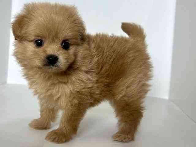 大阪府のポメプー(ポメラニアン×プードル) (ひごペットフレンドリーアクロスプラザ住之江店/2025年8月30日生まれ/女の子/アプリコット)の子犬の2枚目の画像