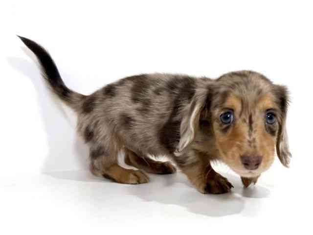 兵庫県のミニチュアダックスフンド(ロング) (ひごペットフレンドリーイトーヨーカドー明石店/2025年8月30日生まれ/男の子/チョコレートダップル)の子犬の2枚目の画像