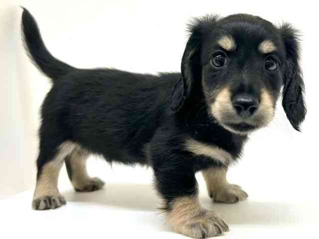 兵庫県のミニチュアダックスフンド(ロング) (ひごペットフレンドリーブルメールHAT神戸店/2025年8月30日生まれ/男の子/ブラックイエロー)の子犬の2枚目の画像