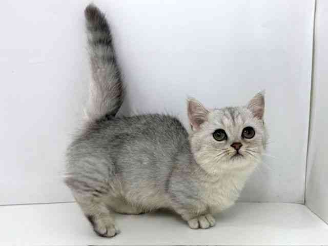 大阪府のミヌエット (ひごペットフレンドリーベルファⅡ都島店/2025年8月25日生まれ/男の子/シルバータビー)の子猫の2枚目の画像