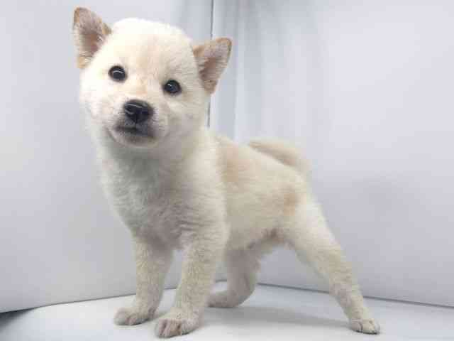 兵庫県の柴犬(標準サイズ) (ひごペットフレンドリーイオンタウン加古川店/2025年8月27日生まれ/男の子/白)の子犬の2枚目の画像