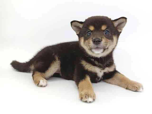 大阪府の柴犬(標準サイズ) (ひごペットフレンドリー泉ヶ丘店/2025年8月30日生まれ/女の子/黒)の子犬の2枚目の画像