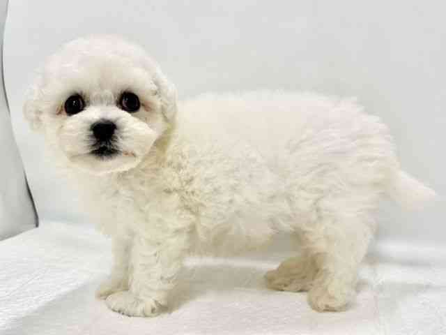 高知県のビションフリーゼ (ひごペットフレンドリーイオンモール高知店/2025年8月31日生まれ/男の子/ホワイト)の子犬の2枚目の画像