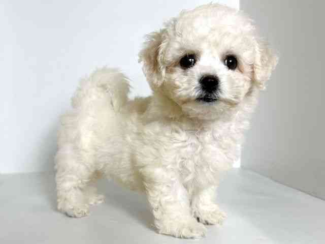 大阪府のビションフリーゼ (ひごペットフレンドリーアクロスプラザ住之江店/2025年8月31日生まれ/女の子/ホワイト)の子犬の2枚目の画像