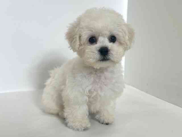 大阪府のビションフリーゼ (ひごペットフレンドリーアクロスプラザ住之江店/2025年8月31日生まれ/女の子/ホワイト)の子犬の2枚目の画像