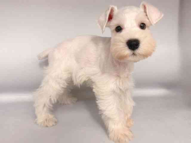 大阪府のミニチュアシュナウザー (ひごペットフレンドリー岸和田店/2025年8月29日生まれ/男の子/ホワイト)の子犬の2枚目の画像