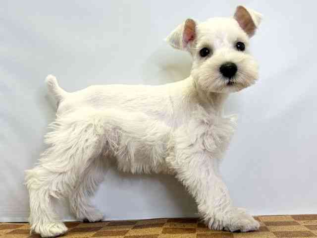 愛媛県のミニチュアシュナウザー (ひごペットフレンドリーエミフルMASAKI店/2025年8月29日生まれ/女の子/ホワイト)の子犬の2枚目の画像