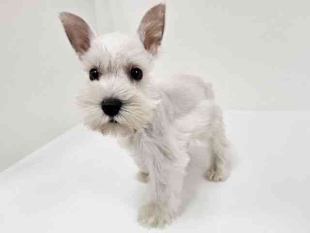 愛知県のミニチュアシュナウザー (ひごペットフレンドリーイトーヨーカドー知多店/2025年8月29日生まれ/女の子/ホワイト)の子犬の2枚目の画像
