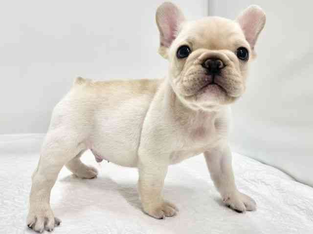 高知県のフレンチブルドッグ (ひごペットフレンドリーイオンモール高知店/2025年8月27日生まれ/男の子/クリーム)の子犬の2枚目の画像