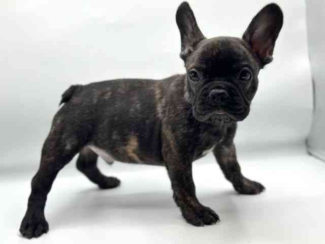 香川県のフレンチブルドッグ (ひごペットフレンドリーゆめタウン高松店/2025年8月27日生まれ/男の子/ブリンドル)の子犬の2枚目の画像