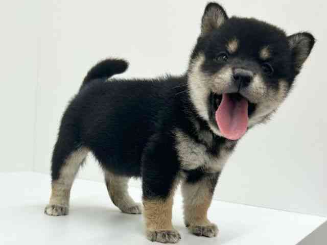 兵庫県の柴犬(標準サイズ) (ひごペットフレンドリーブルメールHAT神戸店/2025年8月28日生まれ/女の子/黒)の子犬の2枚目の画像