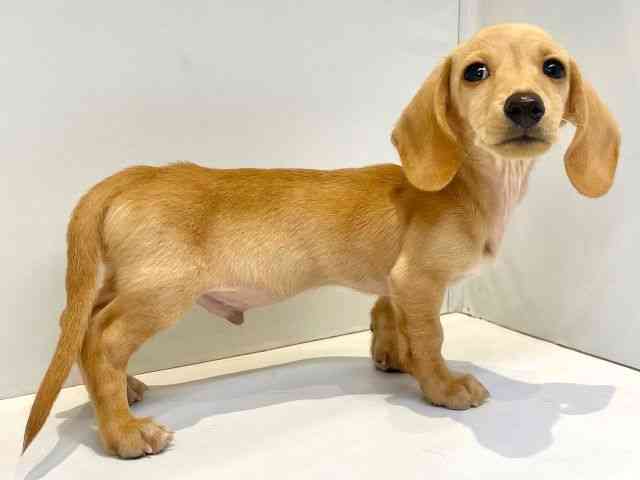 大阪府のミニチュアダックスフンド(スムース) (ひごペットフレンドリーセブンパーク天美店/2025年8月30日生まれ/男の子/ゴールド)の子犬の2枚目の画像