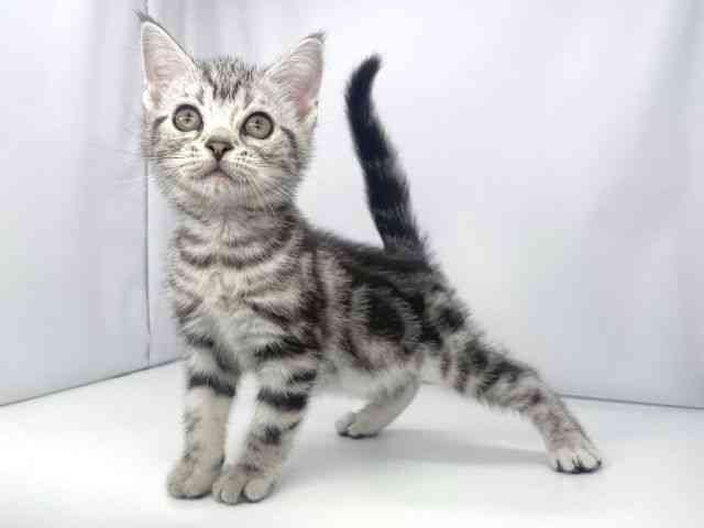 兵庫県のアメリカンショートヘアー (ひごペットフレンドリーイオンタウン加古川店/2025年8月30日生まれ/男の子/シルバータビー)の子猫の2枚目の画像