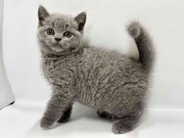 高知県のブリティッシュショートヘアー (ひごペットフレンドリーイオンモール高知店/2025年8月29日生まれ/女の子/ブルー)の子猫の2枚目の画像