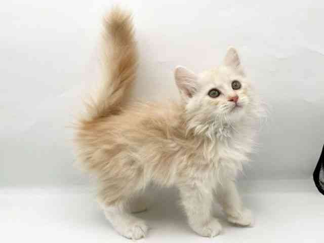 奈良県のサイベリアン (ひごペットフレンドリートナリエ大和高田店/2025年8月23日生まれ/男の子/クリームホワイト)の子猫の2枚目の画像