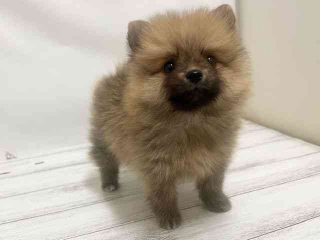 和歌山県のポメラニアン (ひごペットフレンドリーパームシティ和歌山店/2025年8月30日生まれ/女の子/オレンジ)の子犬の2枚目の画像