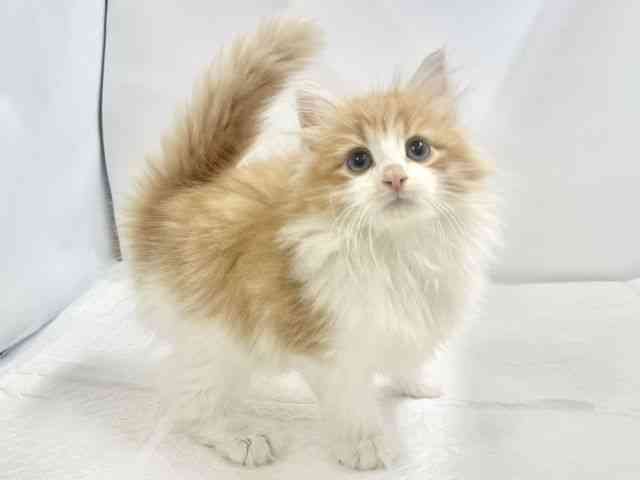 高知県のノルウェージャンフォレストキャット (ひごペットフレンドリーイオンモール高知店/2025年8月28日生まれ/男の子/レッドタビーホワイト)の子猫の2枚目の画像