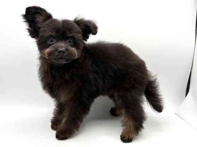 奈良県のポメプー(ポメラニアン×プードル) (ひごペットフレンドリー田原本店/2025年8月30日生まれ/男の子/ブラックタン)の子犬の2枚目の画像