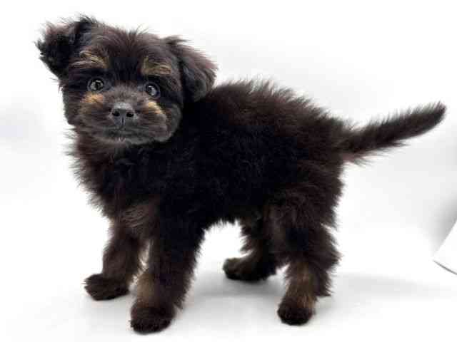 奈良県のポメプー(ポメラニアン×プードル) (ひごペットフレンドリー田原本店/2025年8月30日生まれ/男の子/ブラックタン)の子犬の2枚目の画像