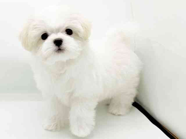 兵庫県のマルチーズ (ひごペットフレンドリーコロワ甲子園店/2025年8月28日生まれ/女の子/ホワイト)の子犬の2枚目の画像