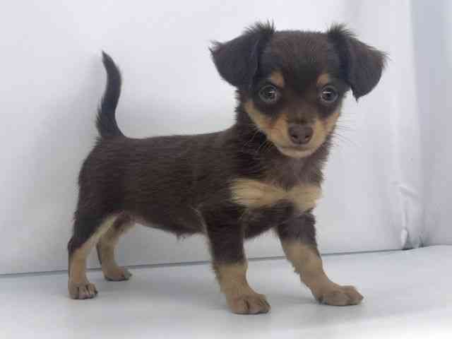 兵庫県のチワックス(チワワ×ダックス) (ひごペットフレンドリーイオンタウン加古川店/2025年8月30日生まれ/女の子/チョコレートタン)の子犬の2枚目の画像