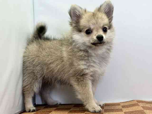 愛媛県のポメチワ/チワポメ/ポメチー(ポメラニアン×チワワ) (ひごペットフレンドリーエミフルMASAKI店/2025年8月31日生まれ/女の子/オレンジ)の子犬の2枚目の画像