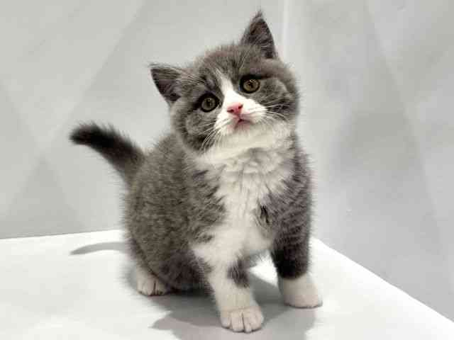 大阪府のブリティッシュショートヘアー (ひごペットフレンドリーセブンパーク天美店/2025年8月31日生まれ/男の子/ブルーホワイト)の子猫の2枚目の画像