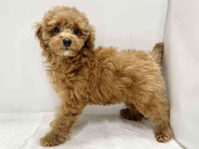 高知県のトイプードル(トイ) (ひごペットフレンドリーイオンモール高知店/2025年8月31日生まれ/女の子/レッド)の子犬の2枚目の画像