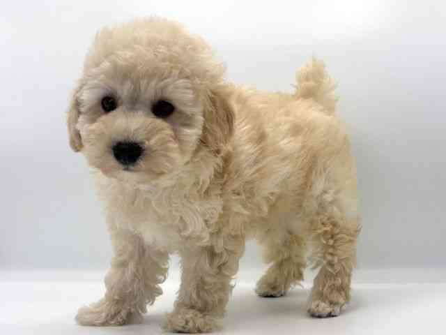 愛知県のトイプードル(トイ) (ひごペットフレンドリープライムツリー赤池店/2025年8月31日生まれ/女の子/クリーム)の子犬の2枚目の画像