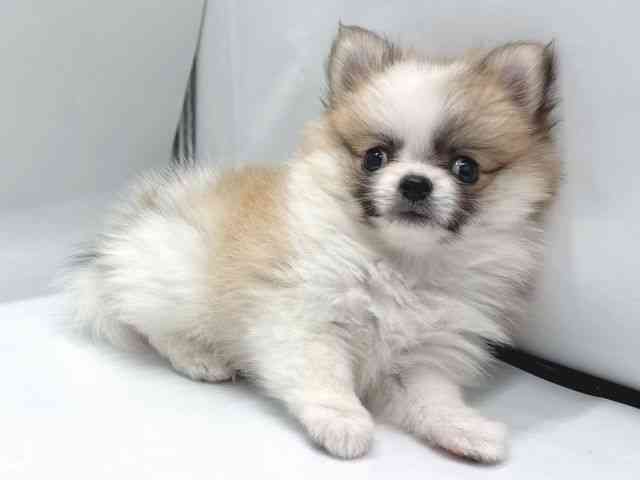 京都府のポメチワ/チワポメ/ポメチー(ポメラニアン×チワワ) (ひごペットフレンドリー京都店/2025年8月26日生まれ/女の子/ホワイトレッド)の子犬の2枚目の画像