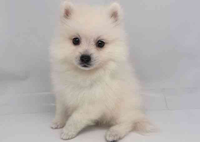 鳥取県の日本スピッツ (ひごペットフレンドリーイオンモール鳥取北店/2025年8月30日生まれ/女の子/ホワイト)の子犬の2枚目の画像