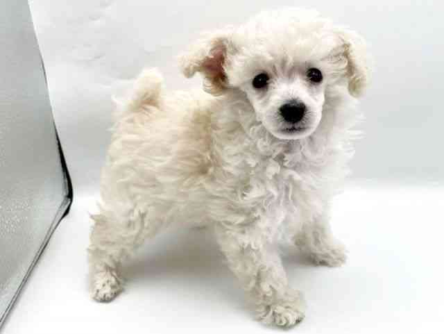 奈良県のトイプードル(トイ) (ひごペットフレンドリートナリエ大和高田店/2025年8月28日生まれ/男の子/ホワイト)の子犬の2枚目の画像