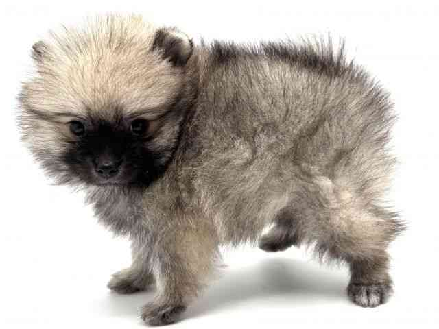 大阪府のポメラニアン (ひごペットフレンドリーみのおキューズモール店/2025年8月31日生まれ/男の子/ウルフセーブル)の子犬の2枚目の画像