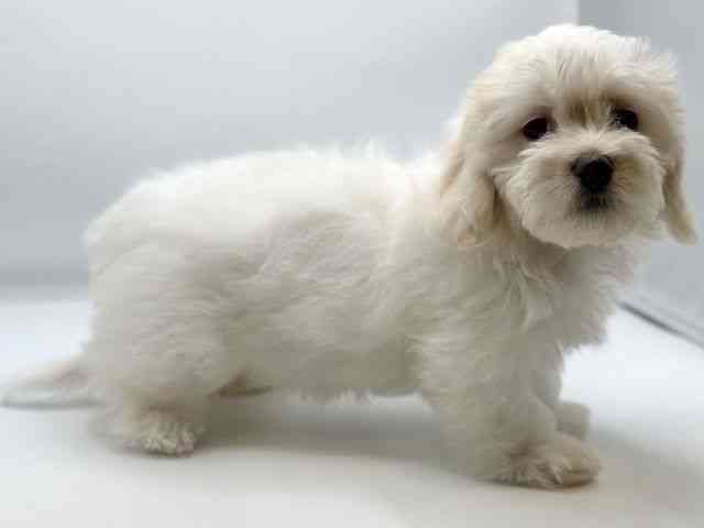 徳島県のマルックス(マルチーズ×ダックス) (ひごペットフレンドリーゆめタウン徳島店/2025年8月31日生まれ/女の子/ホワイト)の子犬の2枚目の画像