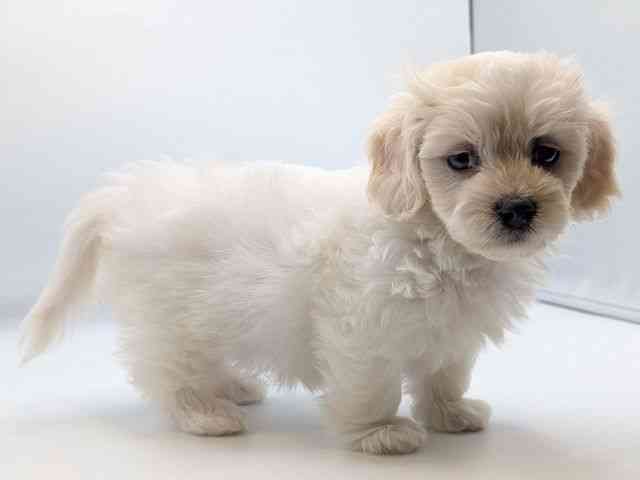 香川県のハーフ犬・ミックス犬 (ひごペットフレンドリーゆめタウン高松店/2025年8月31日生まれ/女の子/ホワイト)の子犬の2枚目の画像